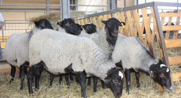 Kde začít s chovem ovcí?